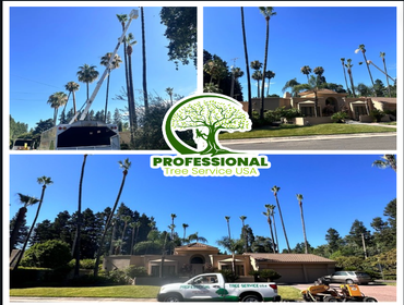 Photos by Professional Tree Service Usa #5