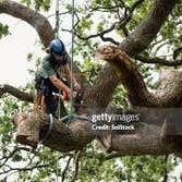 N&e Tree Trimming Service