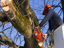 Lincoln Tree Service Lincoln Tree Service is a full service tree pruning and removal company located in New Haven, CT.
