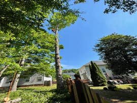 Photos by Dominguez Tree Service #4