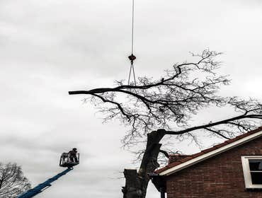 Photos by Citrus Heights Tree Service #1