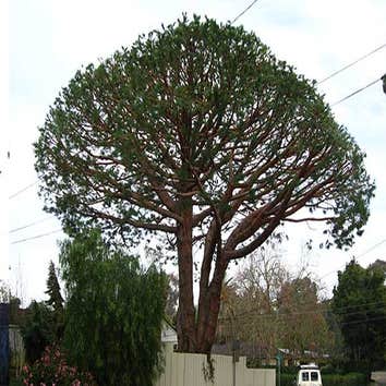 Chris Young cutting down a large sugar gum tree and before and after images