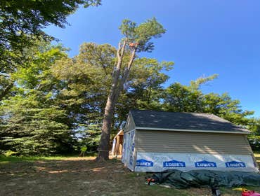 Photos by Carlos Tree Service #13