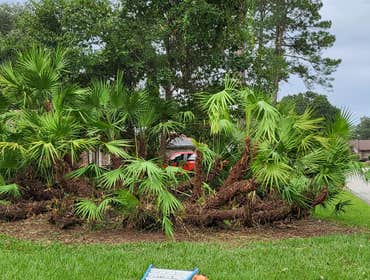 Photos by Marios Landscaping Jax #5