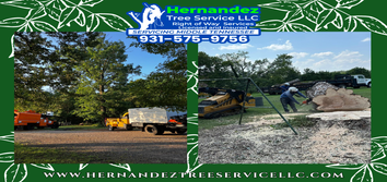 Photos by HerHERNANDEZ TREE SERVICE: NATURE'S CARETAKERS AT YOUR SERVICEnandez Tree Service LLC #3 ? (931) 575-9756
? hernandeztree22@mail.com
? www.h