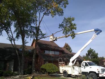 Photos by Alvarez Tree Expert- Tree Service- Tree Removal- (630) 201-8389 #1
