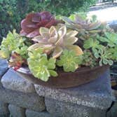 Succulents