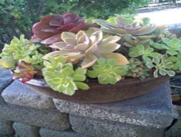Succulents