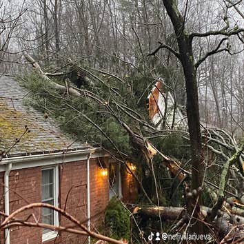 Photos by Owen's Tree Expert LLC #3