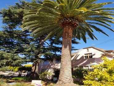 Photos by Moreno Tree Service #1