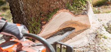 Photos by Fort Lauderdale Tree Service #1