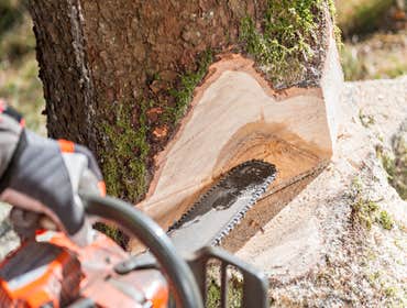 Photos by Fort Lauderdale Tree Service #1