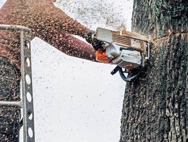 Photos by Capital City Tree Removal Co #1
