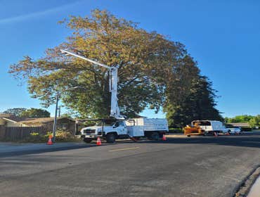 Photos by Navarro Tree Service Inc #5