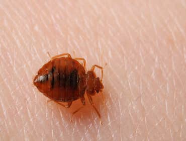 Photos by Alta Pest Control #1