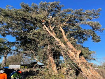 Photos by Navarro Tree Service Inc #14
