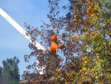 Photos by the Second City Tree Service #1