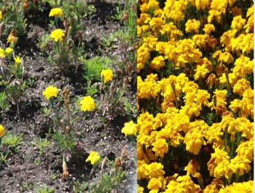 Photos by Tree Theory #1 Deep Root Feeding, and Soil enhancement program
Before and after pics