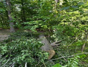 Flores Tree Services General & Landscaping