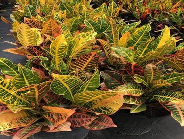 Photos by B&c Fruit Trees & Landscape LLC #1