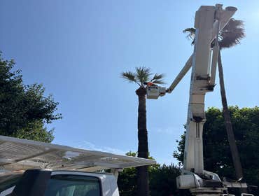 Photos by A+ Ramirez Tree Service #16