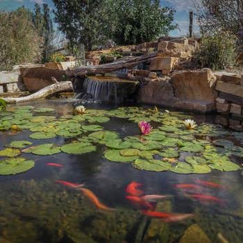 Colorado Pond Pros