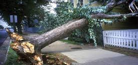 Lincoln Tree Service Lincoln Tree Service is a full service tree pruning and removal company located in New Haven, CT.