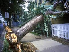 Lincoln Tree Service Lincoln Tree Service is a full service tree pruning and removal company located in New Haven, CT.