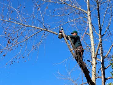 Photos by Elk Grove Tree Pros #1