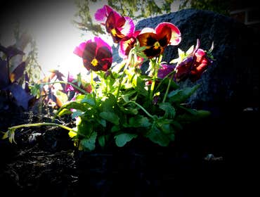 Seasonal Color Planting