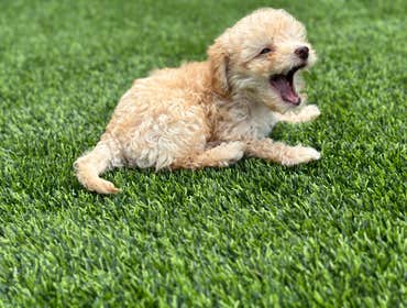 Photos by Texas Artificial Turf & Design #1