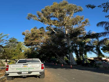 Photos by California Green Tree Care #1