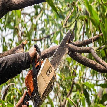 Tree Guys, LLC