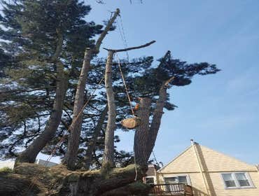 Photos by Moreno Tree Service #1