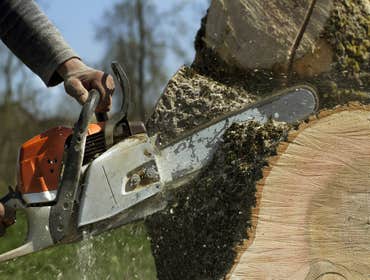 Photos by Rancho Cordova Tree Service #1
