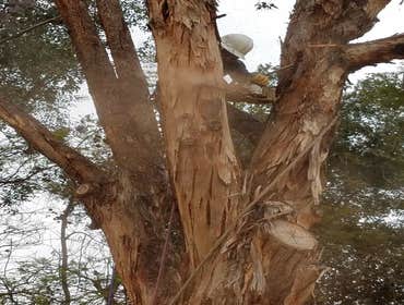 Tree removals