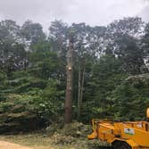 Photos by Carlos Tree Service #4