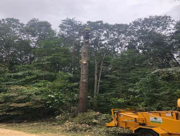 Photos by Carlos Tree Service #4