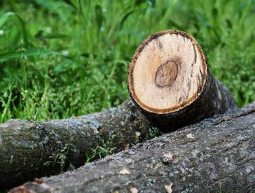 Photos by Top Tree Service Tallahassee #1 Tree Trimming, Stump Removal, Tree, contractor, construction, home improvement, home service