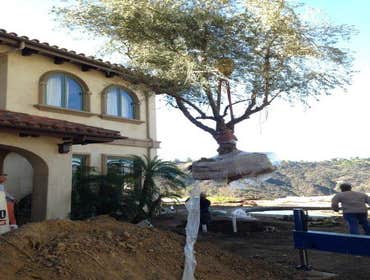 Large Olive tree installation