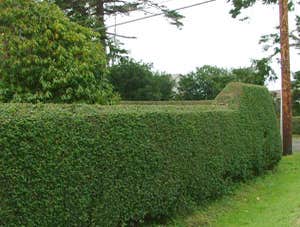 hedge trim