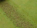 Photos from Safari Lawn Care LLC