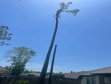 Photos by Contreras Tree Services #14