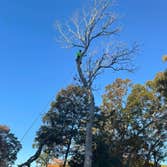 Photos by Jose Tree Service #1