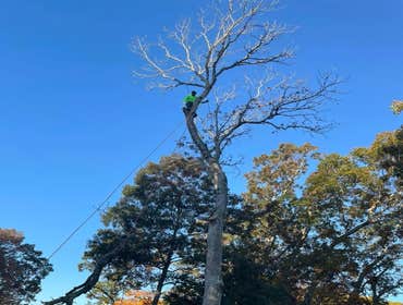 Photos by Jose Tree Service #1