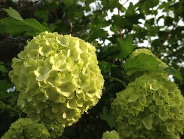 Beautiful Flowers
