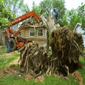 True Star Tree Service Fontana
