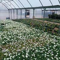 Photos by Tapias Landscape #1