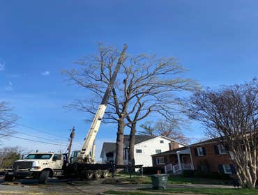 Tree Removal