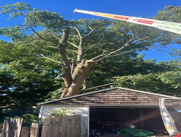 Photos by Gallardo Tree Service LLC #3